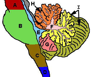 Figuur 17. Cerebellum, schematische weergave van een sagittale (voor-achterwaartse) doorsnede