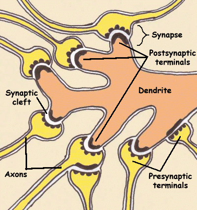 Figuur 4. Synapsen op een dendriet van een zenuwcel