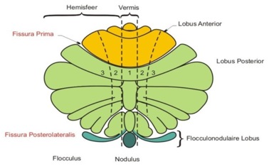 Figuur 18. Cerebellum, schematische weergave van een verticale doorsnede. In het midden de vermis.