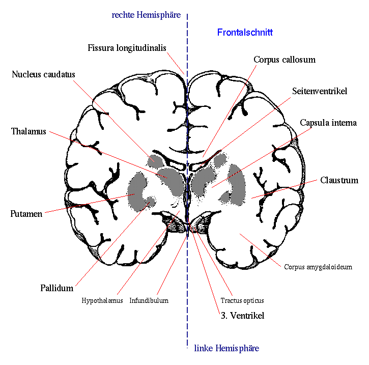 Figuur 12. Dwarse doorsnede van de hersenen, schematische weergave