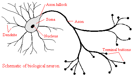 Figuur 3. Neuron, schematische weergave