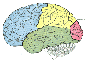 Figuur 1. Hersenoppervlak bij volwassenen, linkerzijde Schematische weergave
