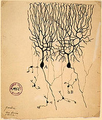 Figuur 19. Twee Purkinjecellen, schematische weergave