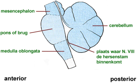 Figuur 16. Hersenstam en cerebellum, schematische weergave