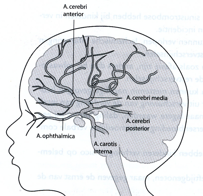 Figuur 20. Hersenarteriën, schematische weergave