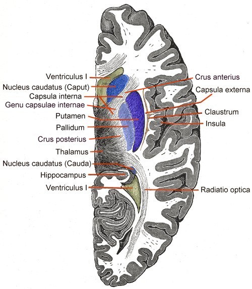 Figuur 13. Capsula interna, schematische weergave