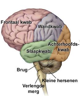 Figuur 1a.Schema hersenoppervlak linkerzijde