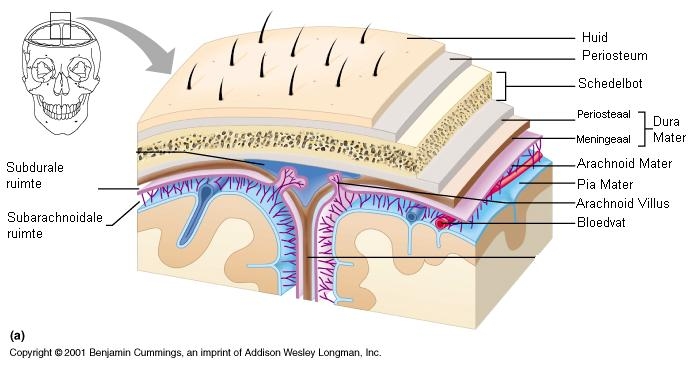 Figuur 9. Hersenvliezen, schematische weergave